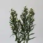 White Mini Asters (Bulk DIY)