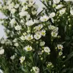 White Mini Asters (Bulk DIY)