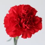 Red Carnations (Bulk DIY)