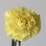 Yellow Carnations (Bulk DIY)
