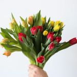 Assorted Double Tulips (Bulk DIY)