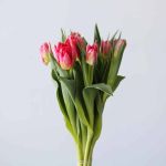 Flashpoint Double Tulips (Bulk DIY)