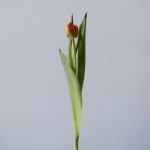Kiteman Double Tulips (Bulk DIY)