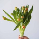 Kiteman Double Tulips (Bulk DIY)