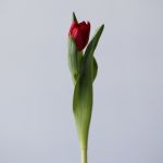 Scarlet Verona Double Tulips (Bulk DIY)