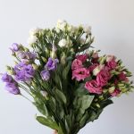 Assorted Lisianthus (Bulk DIY)