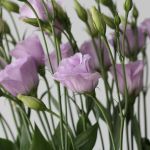 Lisianthus lavande - en vrac 