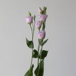 Lisianthus lavande - en vrac 