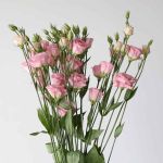 Lisianthus rose pale - en vrac 