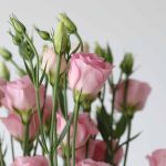 Lisianthus rose pale - en vrac 