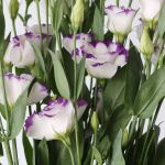 Purple Rim Lisianthus (Bulk DIY)