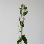 Purple Rim Lisianthus (Bulk DIY)