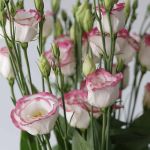Lisianthus a bord rose - en vrac 