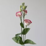 Lisianthus a bord rose - en vrac 