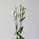 Lisianthus blanc - en vrac 