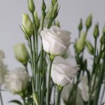 Lisianthus blanc - en vrac 