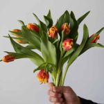 Deejay Parrot Tulips (Bulk DIY)