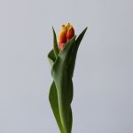 Deejay Parrot Tulips (Bulk DIY)