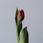 Marvel Parrot Tulips (Bulk DIY)