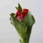 Seadov Parrot Tulips (Bulk DIY)