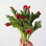 Seadov Parrot Tulips (Bulk DIY)