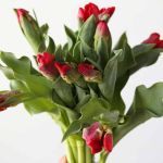 Seadov Parrot Tulips (Bulk DIY)