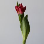 Seadov Parrot Tulips (Bulk DIY)