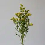  Solidago Golden Glory (En Vrac) 