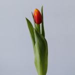 Assorted Single Tulips (Bulk DIY)