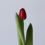 Assorted Single Tulips (Bulk DIY)
