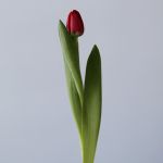 Curry Single Tulips (Bulk DIY)