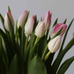 Memphis Single Tulips (Bulk DIY)