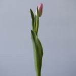 Memphis Single Tulips (Bulk DIY)