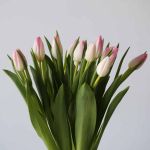 Memphis Single Tulips (Bulk DIY)