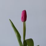 Assorted Single Tulips (Bulk DIY)