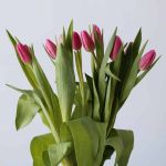 Milkshake Single Tulips (Bulk DIY)