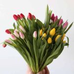 Tulipes Simples Assorties en vrac