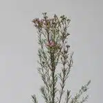 Wax Flower Pink (Bulk DIY)