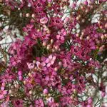 Wax Flower Purple  (Bulk DIY)