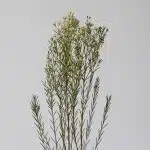 White Chamelaucium (Waxflowers) (Bulk DIY)