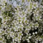 White Chamelaucium (Waxflowers) (Bulk DIY)