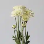 Chrysanthemum Polaris (Bulk DIY)
