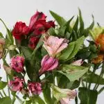 Alstroemeria Standard Assorted (Bulk DIY)