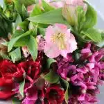 Alstroemeria Assorted Perfection (Bulk DIY)