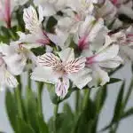 Alstroemeria Himalaya White Perfection (Bulk DIY)