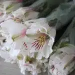 Alstroemeria Himalaya White Perfection (Bulk DIY)