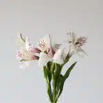 Alstroemeria Himalaya White Perfection (Bulk DIY)