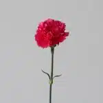 Fuschia Carnations  (Bulk DIY)