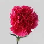 Fuschia Carnations  (Bulk DIY)