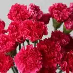 Fuschia Carnations  (Bulk DIY)